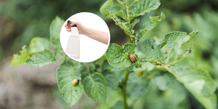 As 6 plantas perfeitas para criar um spray repelente natural
