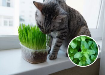 As 4 plantas mais seguras para pets que purificam o ar e afastam insetos