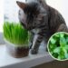 As 4 plantas mais seguras para pets que purificam o ar e afastam insetos