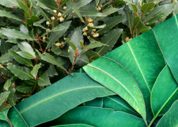 Apenas duas folhas são suficientes para mudar o ar de um ambiente durante a noite