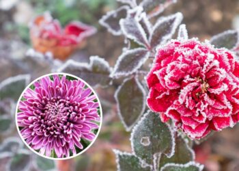 As 5 melhores plantas para cultivar no inverno com sucesso