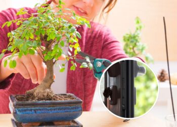 As 4 melhores plantas para proteger a entrada da sua casa
