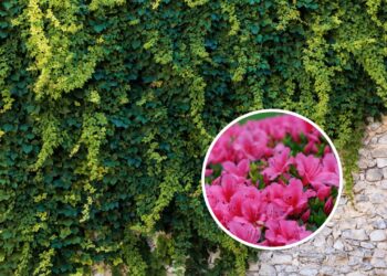 As plantas mais perigosas para ter dentro de casa