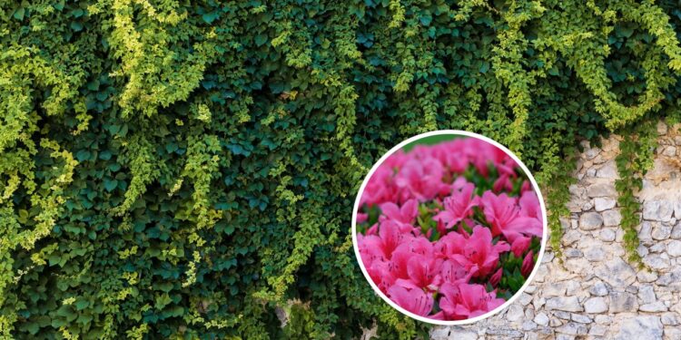 As plantas mais perigosas para ter dentro de casa