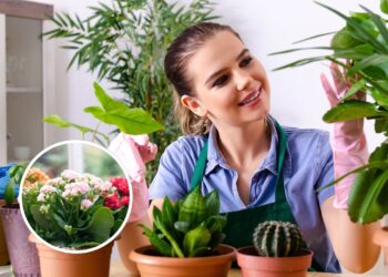 As 4 melhores para quem quer começar e sem muito esforço