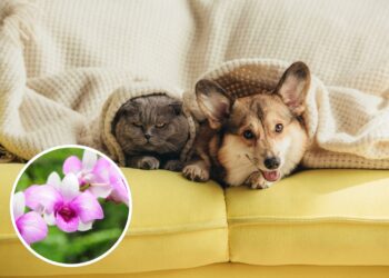As 5 melhores plantas para quem tem pets em apartamento