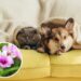As 5 melhores plantas para quem tem pets em apartamento