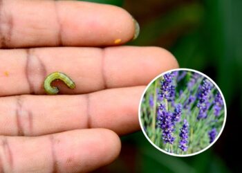 As melhores plantas para acabar com larvas no jardim