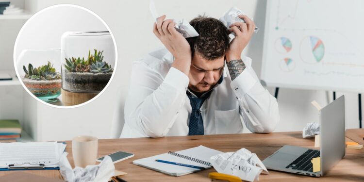 As 3 plantas que podem te ajudar a aliviar o estresse do dia a dia