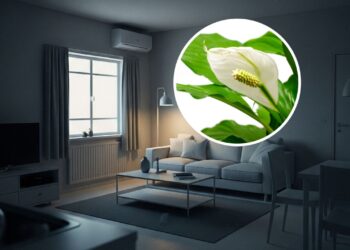 As 3 melhores plantas para ambientes com pouca luz