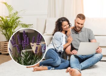 As 5 plantas mais poderosas para limpar a energia da sua casa