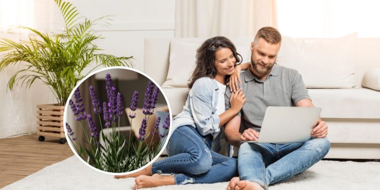 As 5 plantas mais poderosas para limpar a energia da sua casa