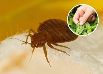 As 4 plantas mais eficazes para afastar percevejos do seu jardim