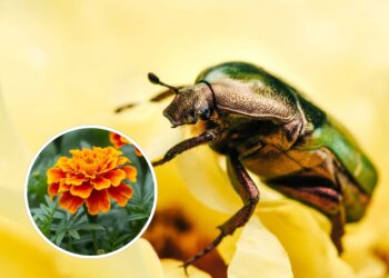 As 3 plantas mais eficientes para afastar besouros da sua casa