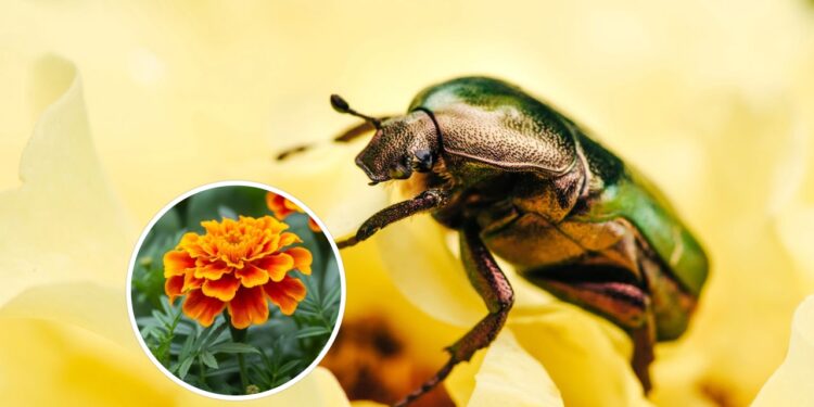 As 3 plantas mais eficientes para afastar besouros da sua casa