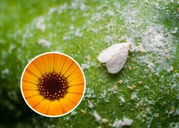 As 3 plantas mais eficazes para afastar moscas-brancas do jardim