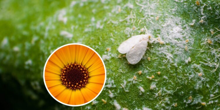 As 3 plantas mais eficazes para afastar moscas-brancas do jardim