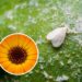 As 3 plantas mais eficazes para afastar moscas-brancas do jardim