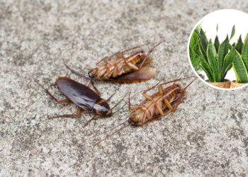 Plantas aromáticas atuam como escudo natural contra pragas urbanas.