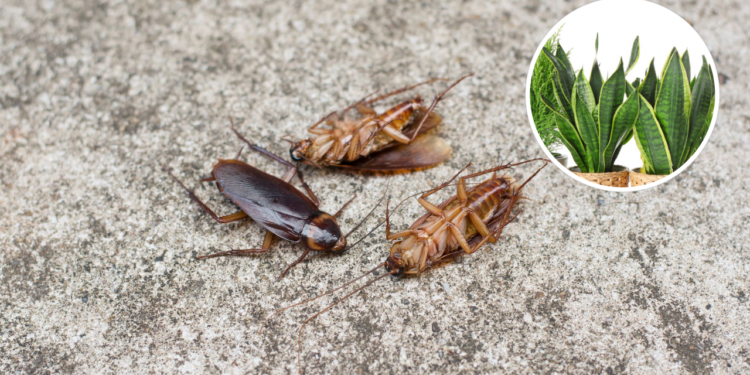Plantas aromáticas atuam como escudo natural contra pragas urbanas.