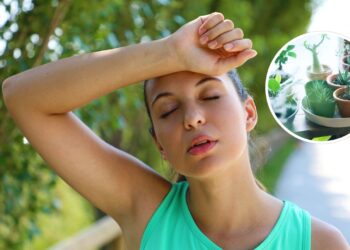 As 4 plantas que ajudam a manter a casa fresca durante o calor e dias quentes!