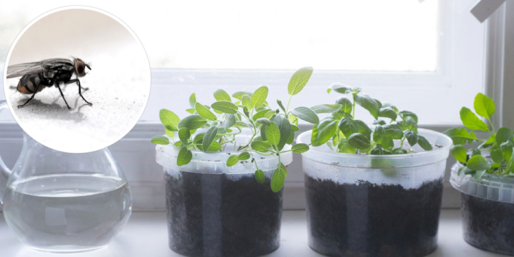 Barreira viva contra pernilongos, sem riscos para pets ou crianças.