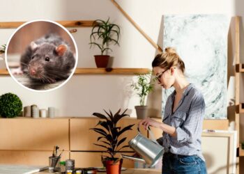 As 3 melhores plantas para afastar ratos de sua casa de forma rápida e eficiente!
