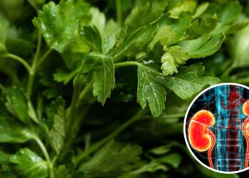 A folha verde que pode mudar sua saúde de dentro para fora