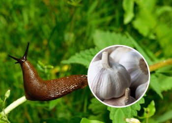 As 3 melhores plantas para acabar com lesmas no jardim