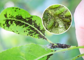 As 3 plantas para mandar os pulgões para longe do seu jardim