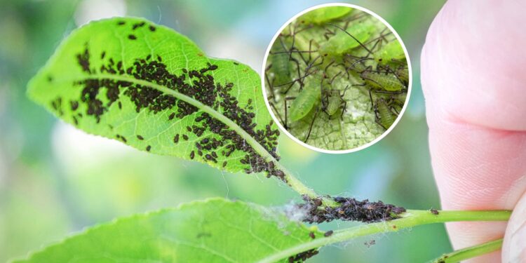 As 3 plantas para mandar os pulgões para longe do seu jardim