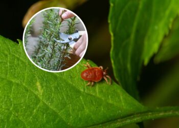 As 6 melhores plantas para acabar com os ácaros na sua horta