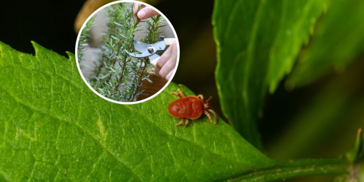 As 6 melhores plantas para acabar com os ácaros na sua horta