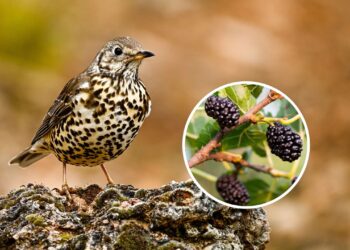 As 3 melhores plantas para atrair o Sabiá no seu quintal