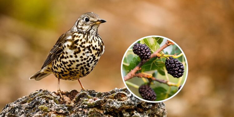 As 3 melhores plantas para atrair o Sabiá no seu quintal