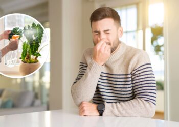 As 3 plantas que ajudam a eliminar odores indesejados de ambientes fechados