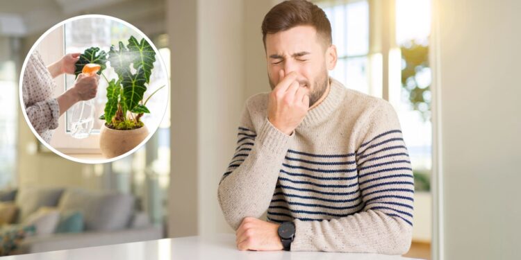 As 3 plantas que ajudam a eliminar odores indesejados de ambientes fechados