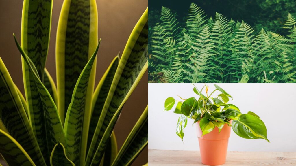 As 6 plantas para crescerem juntas e deixarem a sua casa ainda mais bonita