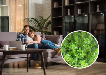 As 6 plantas para crescerem juntas e deixarem a sua casa ainda mais bonita