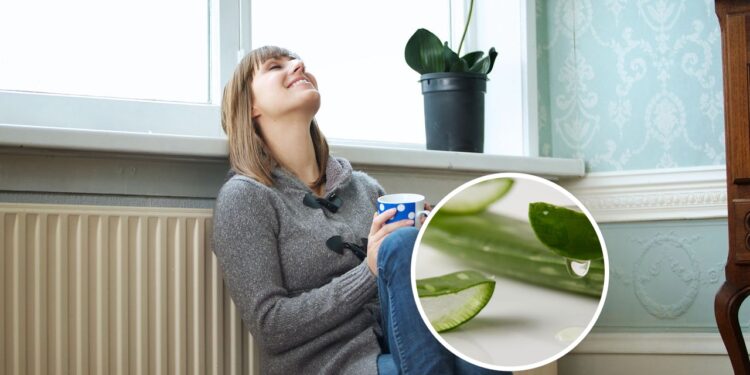 As 3 plantas mais eficazes para acalmar a mente e purificar o ar