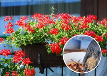 O melhor adubo caseiro para deixar seus gerânios floridos