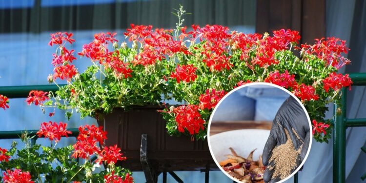 O melhor adubo caseiro para deixar seus gerânios floridos