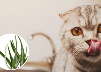 Tem gato e ama plantas em casa? Veja como manter os dois em harmonia