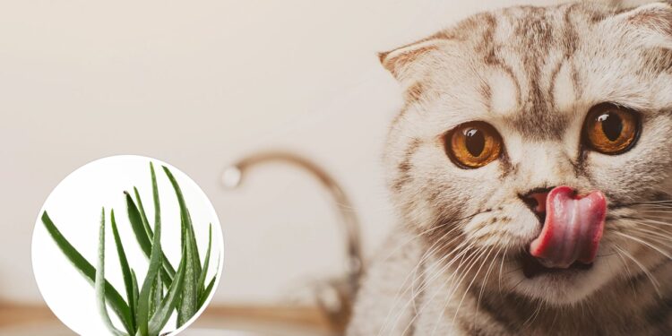 Tem gato e ama plantas em casa? Veja como manter os dois em harmonia