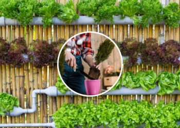 As 5 melhores hortaliças para cultivar em vasos pequenos em casa