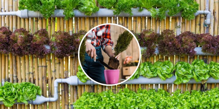 As 5 melhores hortaliças para cultivar em vasos pequenos em casa