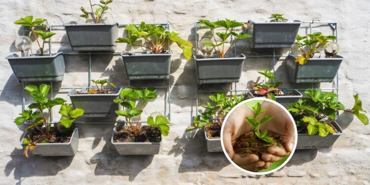 7 plantas ideais para cultivar na sua horta vertical em casa