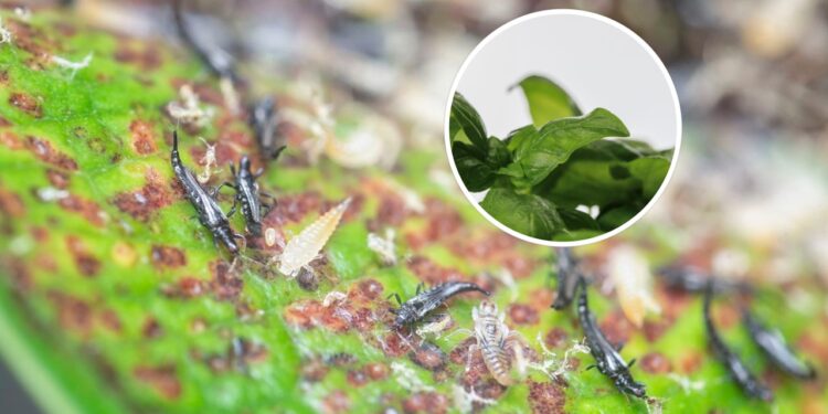 As 3 melhores plantas repelentes naturais para afastar tripés