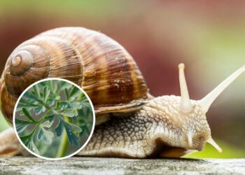 As 4 plantas repelentes que protegem seu jardim de caracóis
