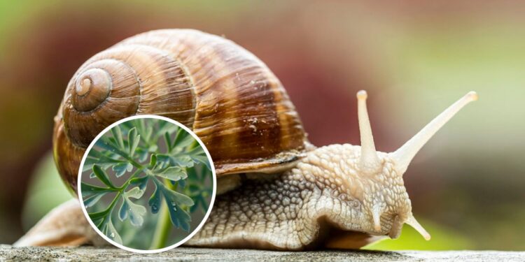 As 4 plantas repelentes que protegem seu jardim de caracóis
